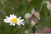 20060615_102600 Margherita alpina e Silene.jpg